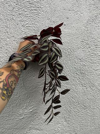 Plantas Colgantes Artificiales (3 uds)