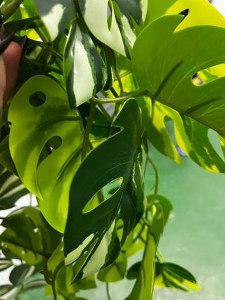 Plantas Artificiales Colgantes (3 uds)