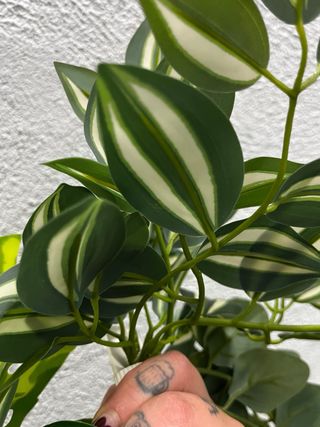 Plantas Artificiales Colgantes (3 uds)