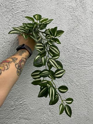 Plantas Artificiales Colgantes (3 uds)