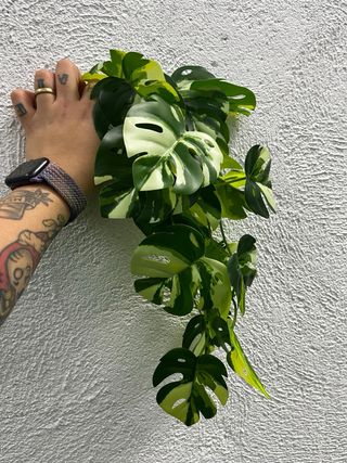 Plantas Artificiales Colgantes (3 uds)