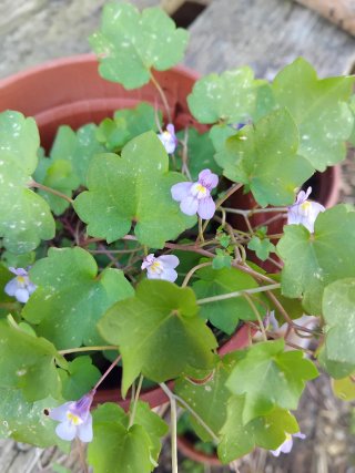 Pianta con fiori viola e foglie verdi