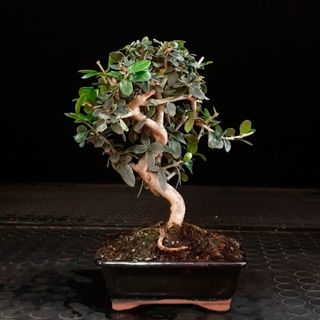 Acebuche bonsai 8 años anunciado en Youtube