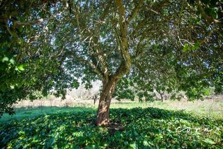 Terreno en venta en Artà en Artà