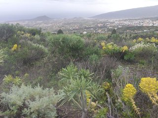 Terreno en venta en Arafo