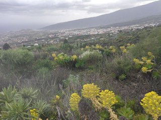 Terreno en venta en Arafo