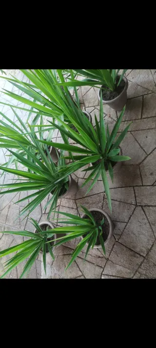 Talee di Yucca detto  tronchetto della felicità