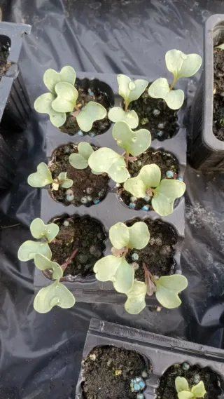 Plantones de coliflor