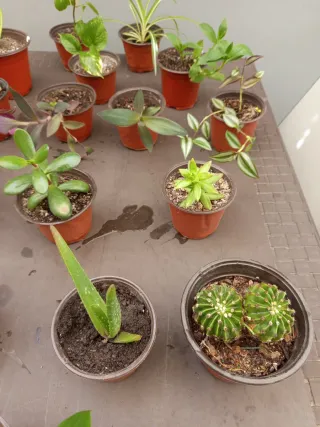 Plantas variadas en maceta - 2€
