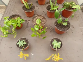 Plantas variadas en maceta - 2€