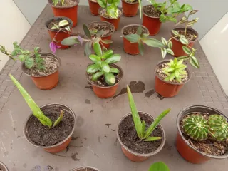 Plantas variadas en maceta - 2€