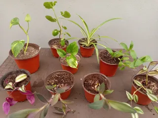 Plantas variadas en maceta - 2€