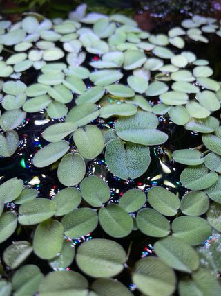 Salvinia para acuario - Planta flotante
