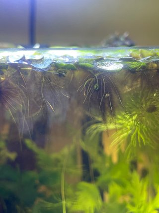 Salvinia para acuario - Planta flotante