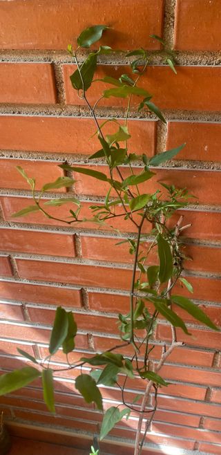 Plantas siempreviva y velo de novia