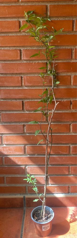 Plantas siempreviva y velo de novia