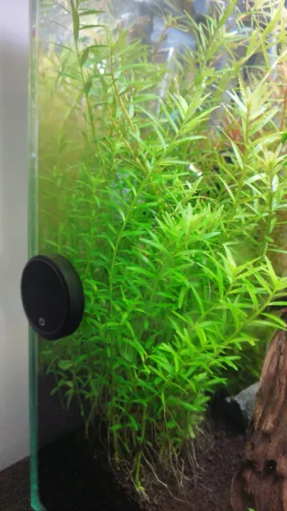 Podas Rotala Rotundifolia y Vietnam