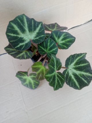 Begonia