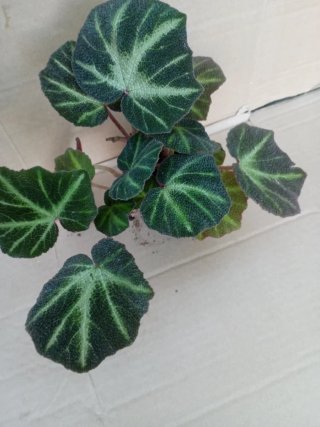 Begonia