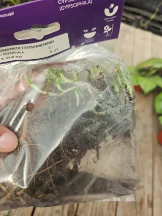 Gypsophila Branca Vivaz