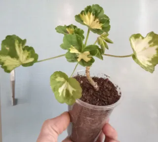 Pelargonium 'Happy Thought'