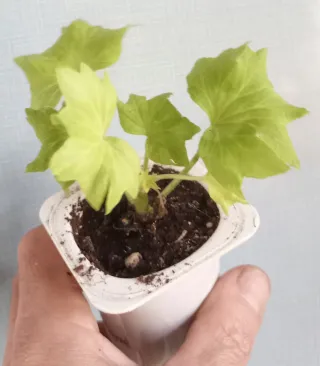 Pelargonium 'Vivienne'