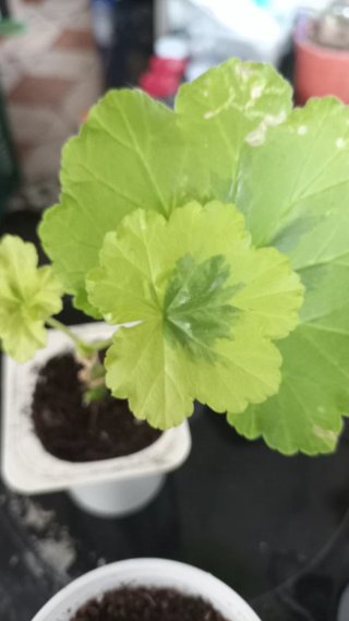Pelargonium 'Mangles Variegated'