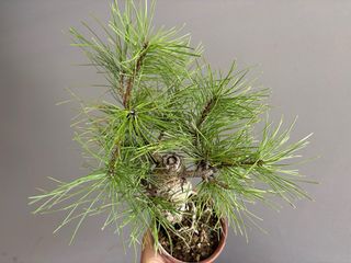 Pinus nigra bonsai