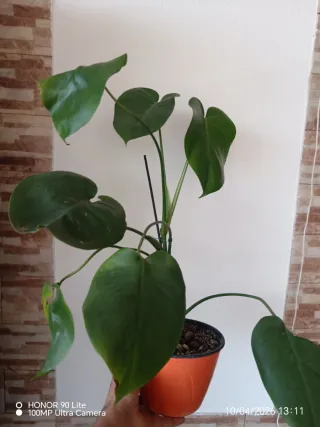 Monstera Deliciosa