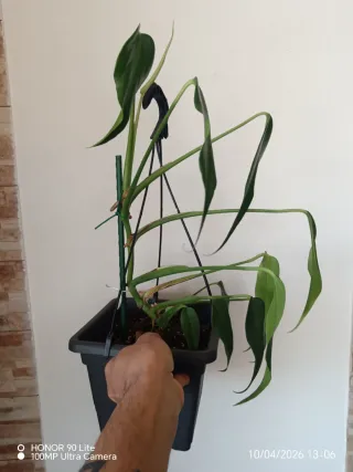 Monstera Burle Marx Flame