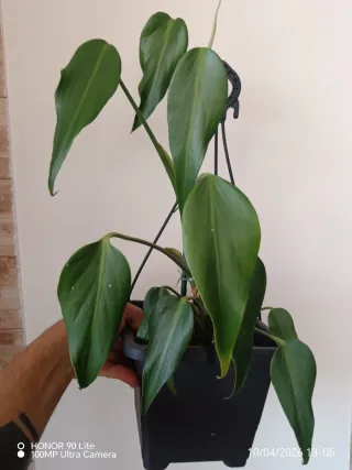 Monstera Burle Marx Flame