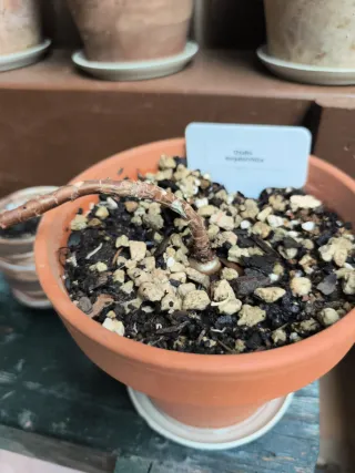 Oxalis bonsái