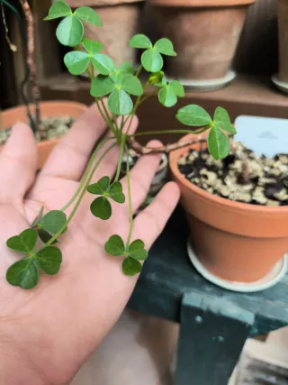 Oxalis bonsái