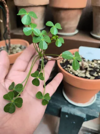 Oxalis bonsái