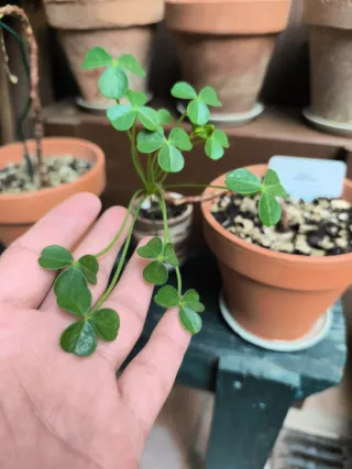Oxalis bonsái