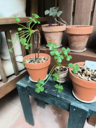 Oxalis bonsái