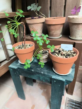 Oxalis bonsái