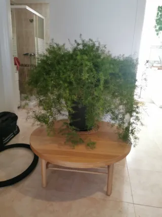 Planta de interior Asparagus