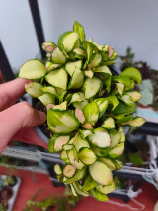Hoya Heuschkeliana variegata
