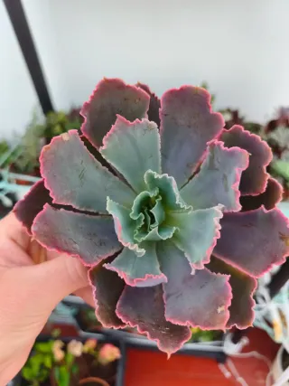 Echeveria neom break