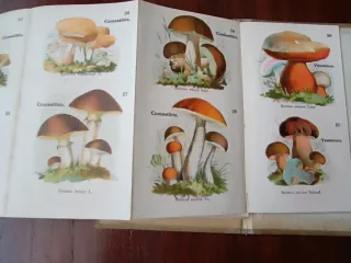 Atlas de bolsillo - Hongos comestibles y venenosos