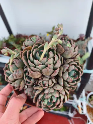 Echeveria