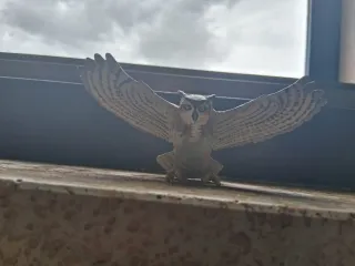 Statua Gufo Schelein raro fuori produzione