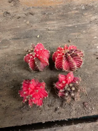 4 Gymnocalycium mihanovicii var.