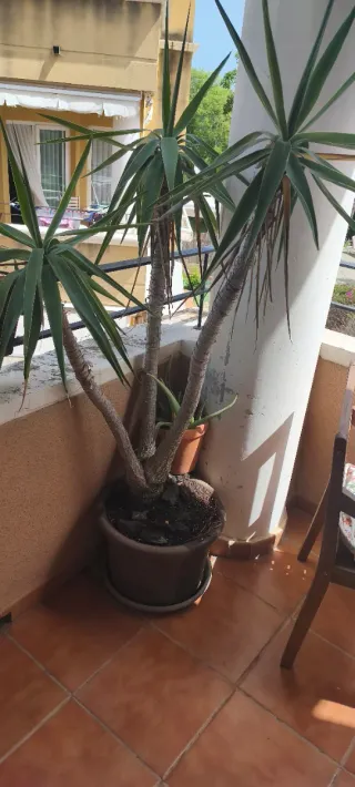 Planta Yukka con maceta 1.80m