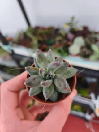 Pachyphytum