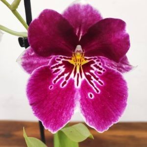 Orquídea Miltonia Mix