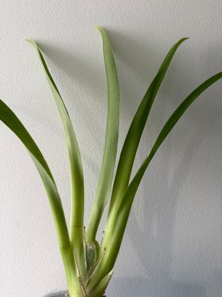 Orquídea Miltonia Mix