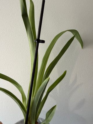 Orquídea Miltonia Mix