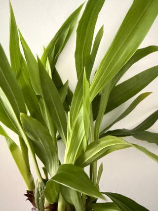 Orquídea Zygopetalum